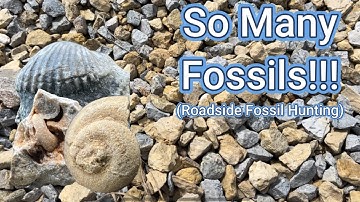 What Can I Find In This Gravel (Roadside Fossil Hunting)