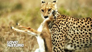 Remarkable Cheetah Mom Raises 4 Cubs Alone | Cheetah Speed Trap