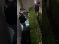 Baby deer born in Lakewood saved by Chaveirim CJ