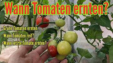 Wann und wie Tomaten ernten?