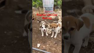 Puppies Like Cow Barking #barkingdog #kuttekavideo #puppy