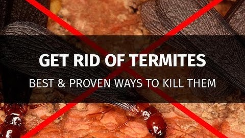 How To Kill Termites And Get Rid Of Them Forever
