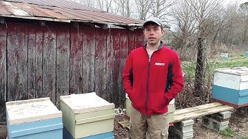 How to feed pollen patties to bees