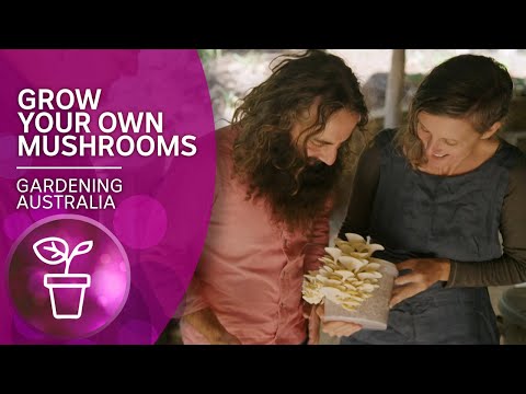 Grow your own oyster mushrooms at home | Urban Farming | Gardening Australia