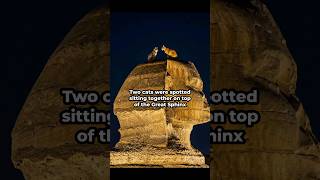 Two Cats were spotted on top of the Great Sphinx of giza #ancient #romantic #cats
