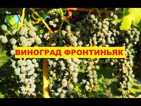 Видео: Виноградын бартаатай хувь тавилан