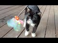 首の動きがキレッキレな猫