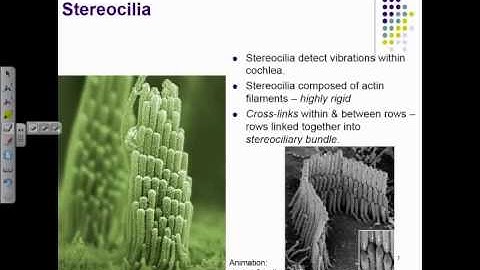 Sound perception for Engineers. Part 1/2: Anatomy and Physiology of the auditory system