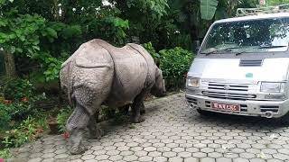 Rhino at my Garden | One Horned Rhino at Chitwan National park | Rhino at the Village of Chitwan