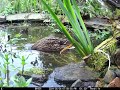 Fluffy ducks 2