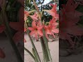 🌸😍#lines #love #viralshort #ytshots #flowers #summer @mousumi.lifestyle