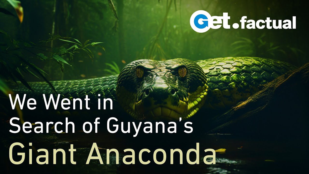 How we found a Giant Anaconda in Guyana  Wildlife Documentary