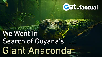 How we found a Giant Anaconda in Guyana | Wildlife Documentary