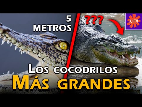 LOS 10 COCODRILOS