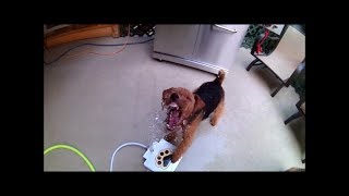 Doggie Water Fountain play! by Larisa Hotchin 196 views 6 years ago 1 minute, 22 seconds
