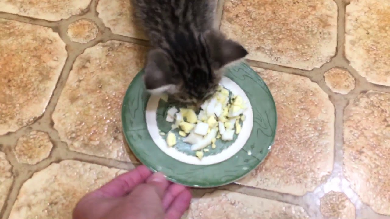 Kitten loves eggs YouTube