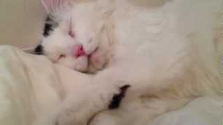 Cute Cat Twitches Demonically by JulianaMeows 3,458 views 11 years ago 52 seconds