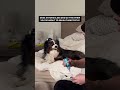 Dog Loves Brushing Their Teeth