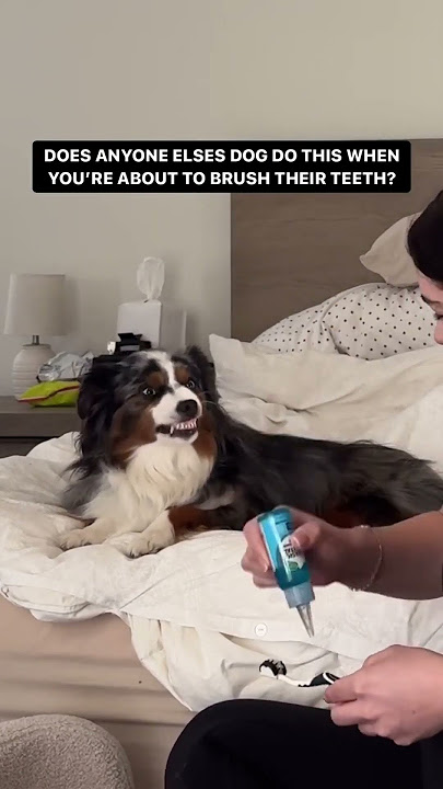 Dog Loves Brushing Their Teeth