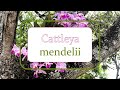 Cattleya mendelii con doña Ligia | Alma del bosque en Santander, Colombia