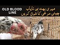 Mianwali aseel  village life with birds and animals