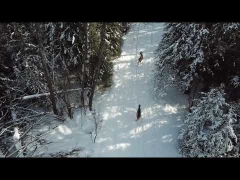 ირმები კანადის ტყეში...Deers in  One of The Forests in Canada