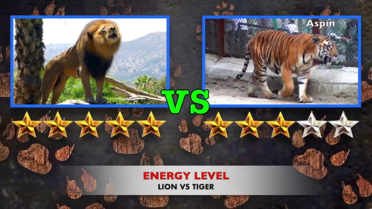 harimau vs singa siapa raja hutan sebenarnya YouTube