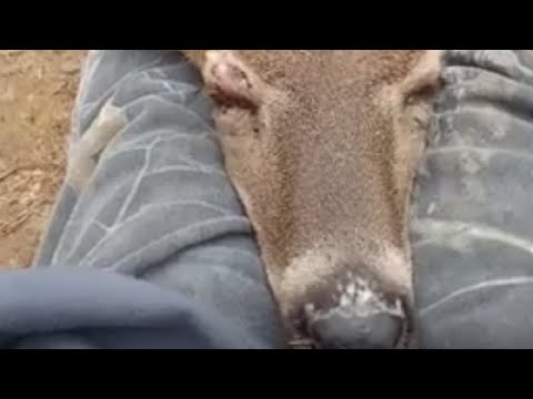 Wild deer randomly takes a nap on this woman's lap