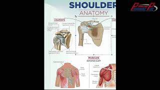 E155: Shoulder Anatomy - Bones of the Shoulder