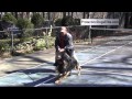 Protection Dog Glossary - Restrained Recall