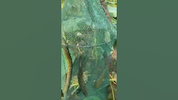 Câu cá nông thôn châu Á tuyệt vời 🐟 Kỹ thuật câu cá tốt nhất 🐟 #shorts