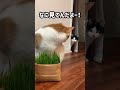 ＃猫　無印良品　猫草　お気に入り