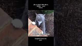 【笑ったら負け】面白い猫たち「海外版」 part1 #shorts       【Laughter】funny cats  part1