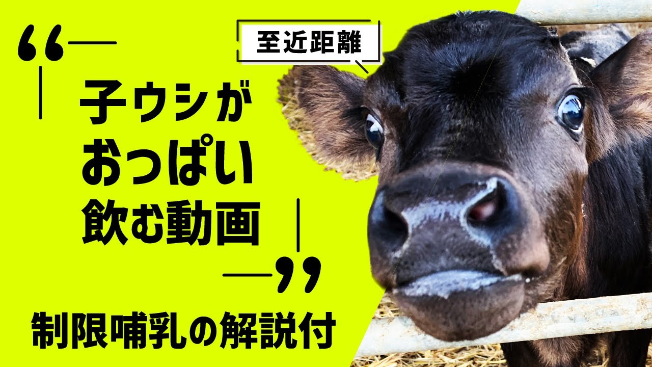 【至近距離！】子牛がおっぱい飲む動画 “制限哺乳の解説付き”/[close range] A calf drinking milk