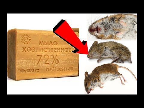видео: Как избавиться от мышей на кухне За 3 Секунды!