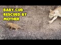 Baby Lion Cub Gets Rescued By Its Mother
