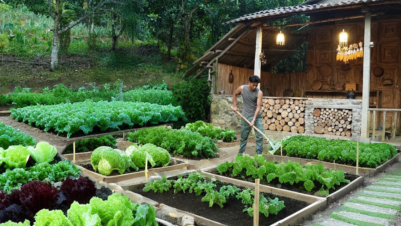 The Journey of Changing Life. Clearing the Garden and Growing Self Sufficient Vegetables