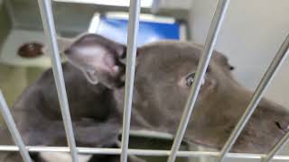 acs A689879