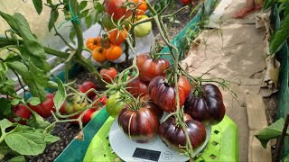 Обзор коллекционных экзотических томатов с антоцианом. 19.07.2023. И несколько секретов...