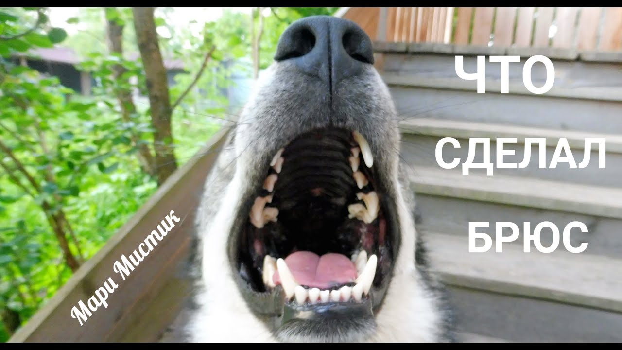 Брюс порода собак