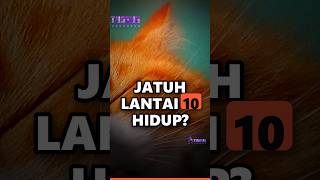Kok bisa kucing selalu selamat saat  terjatuh?