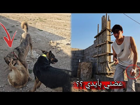 دفاع كلبي العملاق على لوسي الحامل كملت الجزء الناقص من المزرعة
