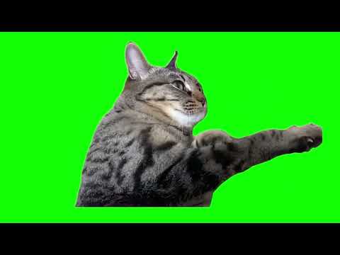 猫ミーム素材 阿波踊り パラパラ 腕振り 猫 Awa Dance Cough Banana Cat Meme Green Screen グリーンバックスクリーン 猫ミーム 素材 動画編集