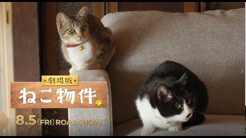 映画『劇場版 ねこ物件』ショート予告 猫あるある篇