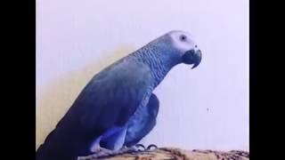 Попугай Тимоша - свободу попугаю!