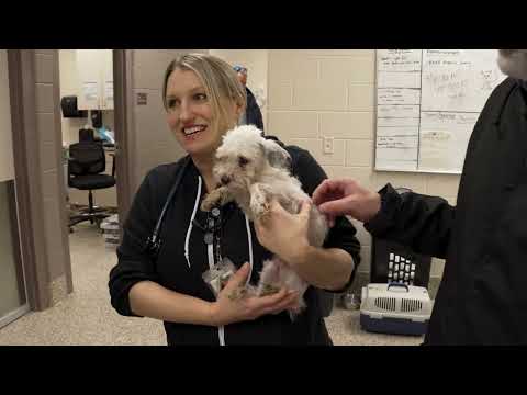 Michigan Humane's Day of Giving - Mike Morse Law Firm - 855-MIKE-WINS