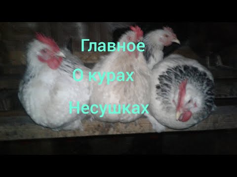 Главное о курах