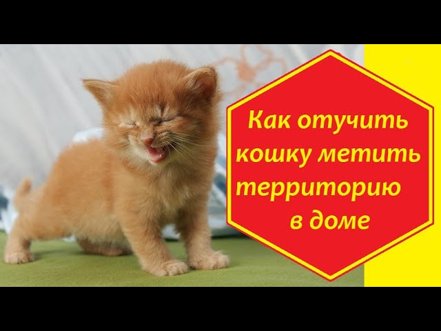 Как отучить кошку метить свою территорию в квартире