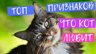ТОП-15 странных ПРИЗНАКОВ, ЧТО КОТ ЛЮБИТ ВАС! ТОП-15 странных ПРИЗНАКОВ, ЧТО КОТ ЛЮБИТ ВАС!