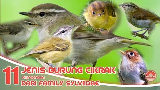 BURUNG CIKRAK // JENIS BURUNG CIKRAK // DI INDONESIA.